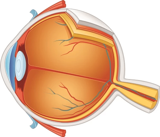 White Pupils Diagram